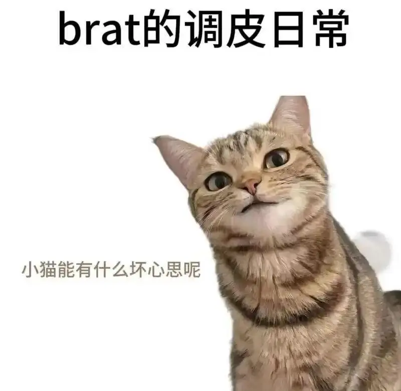西檬之家k8是什么?字母圈新人科普 一